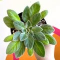 Whirlpool Plant - Petrocosmea species TT27 - Welsh Grown - Sprouts of Bristol