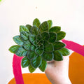 Whirlpool Plant - Petrocosmea 'Yuki No Sei' - Welsh Grown - Sprouts of Bristol
