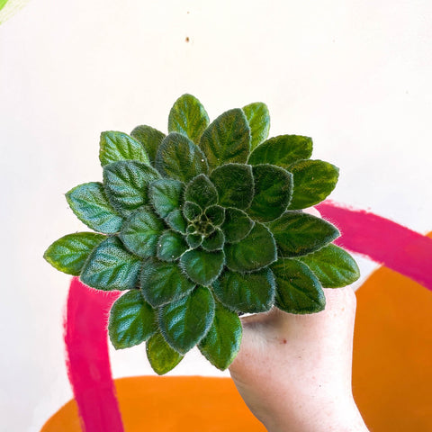 Whirlpool Plant - Petrocosmea 'Yuki No Sei' - Welsh Grown - Sprouts of Bristol