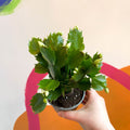 White Christmas Cactus - Schlumbergera - Sprouts of Bristol