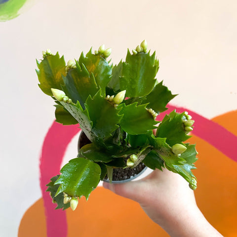 White Christmas Cactus - Schlumbergera - Sprouts of Bristol