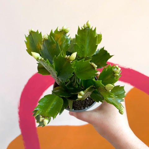 White Christmas Cactus - Schlumbergera - Sprouts of Bristol