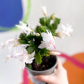 White Christmas Cactus - Schlumbergera truncata 'Malissa Dancer ' - British Grown - Sprouts of Bristol