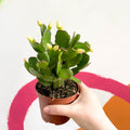 White Easter Cactus - Rhipsalidopsis gaertneri - Sprouts of Bristol