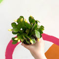 White Easter Cactus - Rhipsalidopsis gaertneri - Sprouts of Bristol