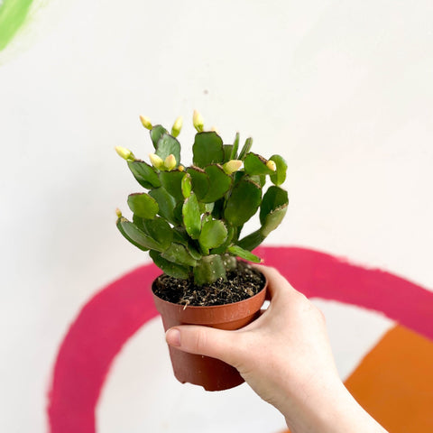 White Easter Cactus - Rhipsalidopsis gaertneri - Sprouts of Bristol