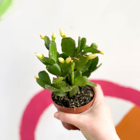 White Easter Cactus - Rhipsalidopsis gaertneri - Sprouts of Bristol