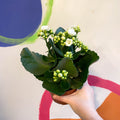 White Flaming Katy - Kalanchoe blossfeldiana - Sprouts of Bristol