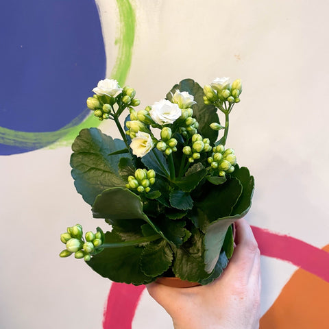 White Flaming Katy - Kalanchoe blossfeldiana - Sprouts of Bristol