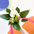 White Flamingo Flower - Anthurium andraeanum 'Baby White' - Sprouts of Bristol