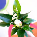 White Flamingo Flower - Anthurium andraeanum 'White Champion' - Sprouts of Bristol