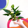White Flamingo Flower - Anthurium andraeanum 'White Champion' - Sprouts of Bristol