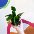 White Holiday Cactus - Schlumbergera truncata - Sprouts of Bristol