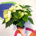 White Poinsettia - Euphorbia pulcherrima - British Grown - Sprouts of Bristol