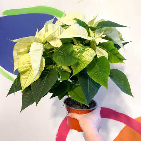 White Poinsettia - Euphorbia pulcherrima - British Grown - Sprouts of Bristol
