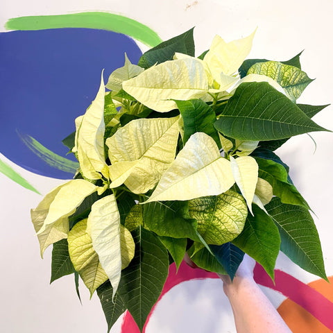 White Poinsettia - Euphorbia pulcherrima - British Grown - Sprouts of Bristol