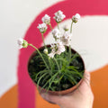 White Sea Thrift - Armeria maritima 'Alba' - Sprouts of Bristol