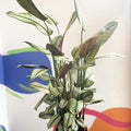 White Star Calathea - Calathea majestica 'White Star' - Sprouts of Bristol