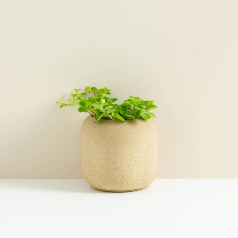 Willow Small Planter - Sprouts of Bristol