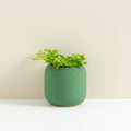 Willow Small Planter - Sprouts of Bristol