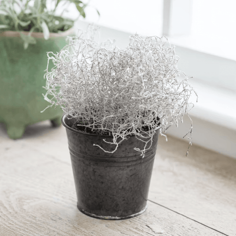 Winson Plant Pot - Sprouts of Bristol