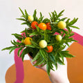 Winter Cherry Plant - Solanum pseudocapsicum - British Grown - Sprouts of Bristol