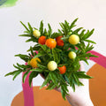 Winter Cherry Plant - Solanum pseudocapsicum - British Grown - Sprouts of Bristol