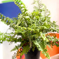 Wood Fern - Dropteris - Cotswold Grown Perennial - Sprouts of Bristol