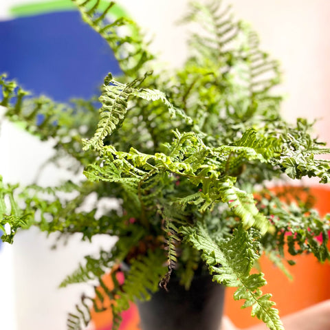 Wood Fern - Dropteris - Cotswold Grown Perennial - Sprouts of Bristol
