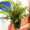 Wood Fern - Dropteris - Cotswold Grown Perennial - Sprouts of Bristol