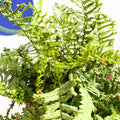 Wood Fern - Dropteris - Cotswold Grown Perennial - Sprouts of Bristol