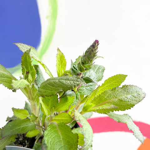 Woodland Sage - Salvia nemorosa 'Salvatore Blue' - British Grown Perennial - Sprouts of Bristol