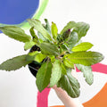 Woodland Sage - Salvia nemorosa 'Salvatore Blue' - British Grown Perennial - Sprouts of Bristol