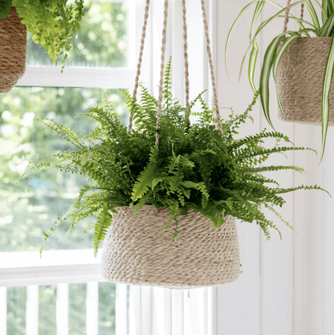Woven Hanging Pot - Sprouts of Bristol