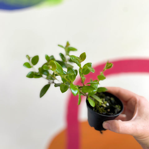 xCodonatanthus 'Tambourine' - Welsh Grown - Sprouts of Bristol