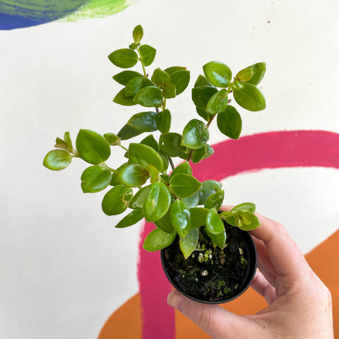 xCodonatanthus 'Tambourine' - Welsh Grown - Sprouts of Bristol