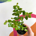 xCodonatanthus 'Tambourine' - Welsh Grown - Sprouts of Bristol