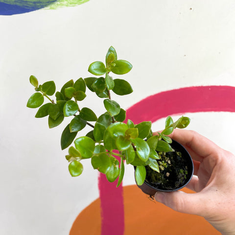 xCodonatanthus 'Tambourine' - Welsh Grown - Sprouts of Bristol