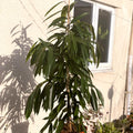 XL Narrow Leafed Fig - Ficus Binnendijkii 'Amstel King' - Sprouts of Bristol