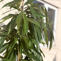 XL Narrow Leafed Fig - Ficus Binnendijkii 'Amstel King' - Sprouts of Bristol