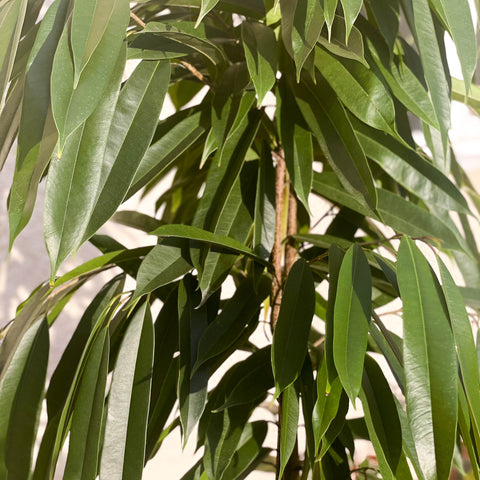 XL Narrow Leafed Fig - Ficus Binnendijkii 'Amstel King' - Sprouts of Bristol