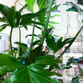 XL Philodendron bipinnatifidum - Sprouts of Bristol