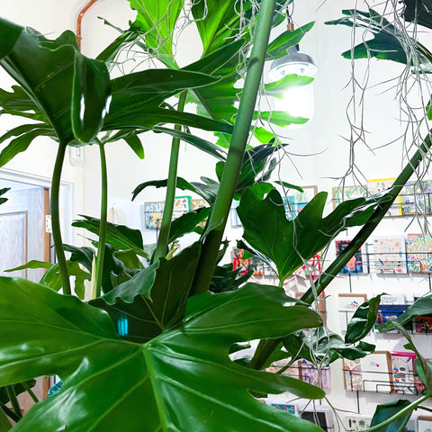 XL Philodendron bipinnatifidum - Sprouts of Bristol