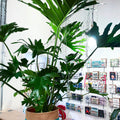 XL Philodendron bipinnatifidum - Sprouts of Bristol