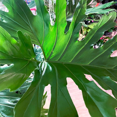XL Philodendron bipinnatifidum - Sprouts of Bristol