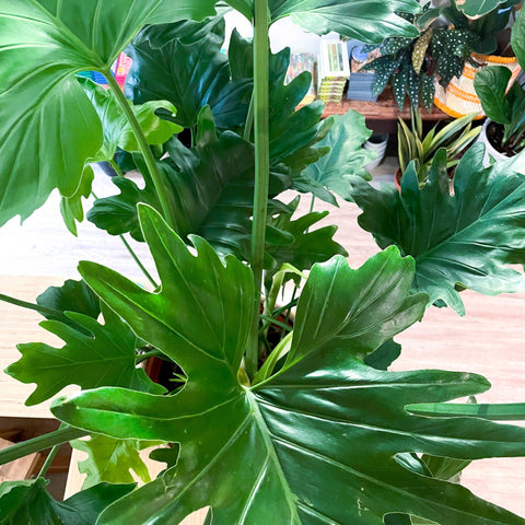 XL Philodendron bipinnatifidum - Sprouts of Bristol