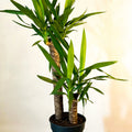 XL Yucca - Yucca filamentosa - Sprouts of Bristol