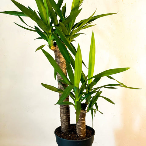 XL Yucca - Yucca filamentosa - Sprouts of Bristol