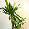 XL Yucca - Yucca filamentosa - Sprouts of Bristol