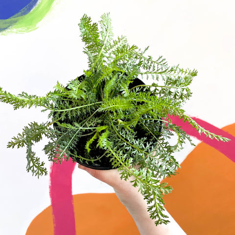 Yarrow - Achillea millefolium 'Sassy Taffy' - British Grown Herbaceous Perennial - Sprouts of Bristol